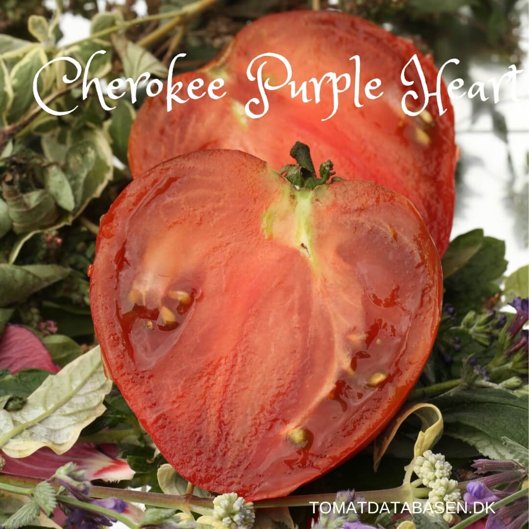 Cherokee Purple Heart